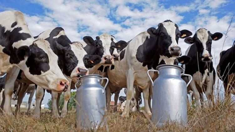Deva Partisi:”Tarım Bakanlığını süt üreticilerine sahip çıkmaya çağırıyoruz”