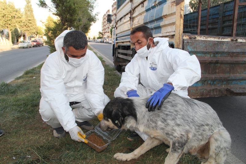 Midyat Belediyesi Sokak Hayvanlarına Destek