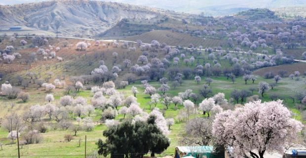 Mardin’de 48’i Endemik, 622 Bitki Türü Bulunuyor