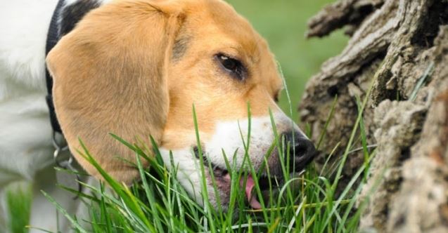 Baharda köpeğiniz için tehlikeli olabilecek bitkiler