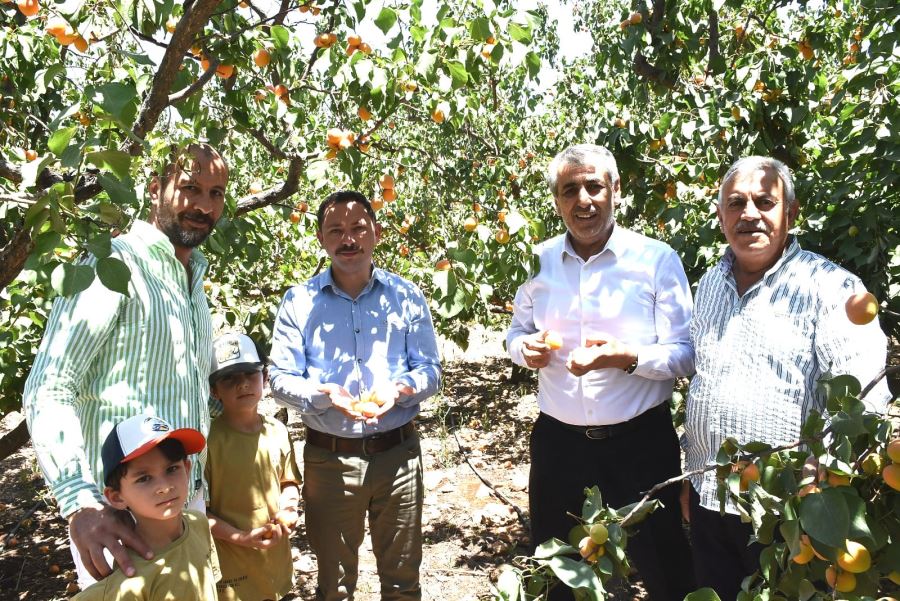 NUSAYBİN KAYMAKAMI ERCAN KAYABAŞI KAYISI HASADINA  KATILDI