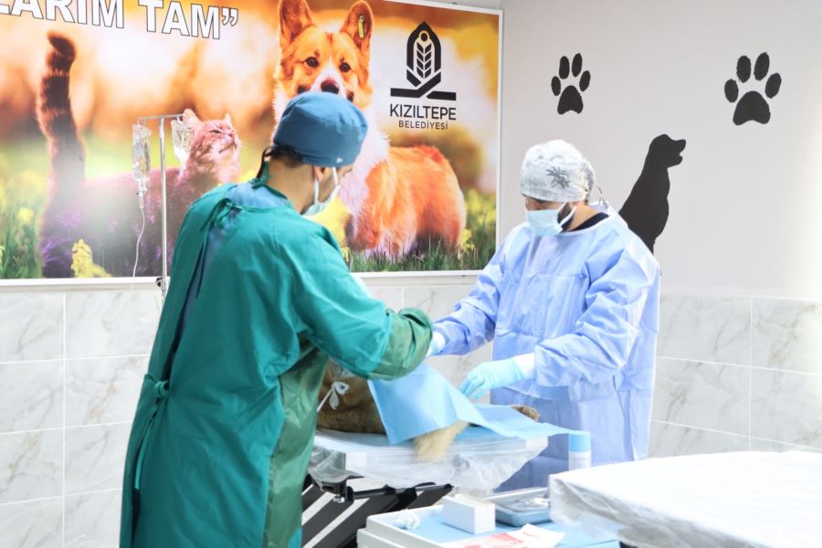 Kızıltepe İlçesinde Sokak Hayvanları Kısırlaştırma Merkezi Hizmete Girdi