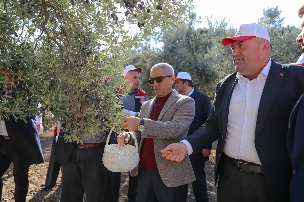 Aliağa’da 3. Zeytin Hasat Şenliği Düzenlendi