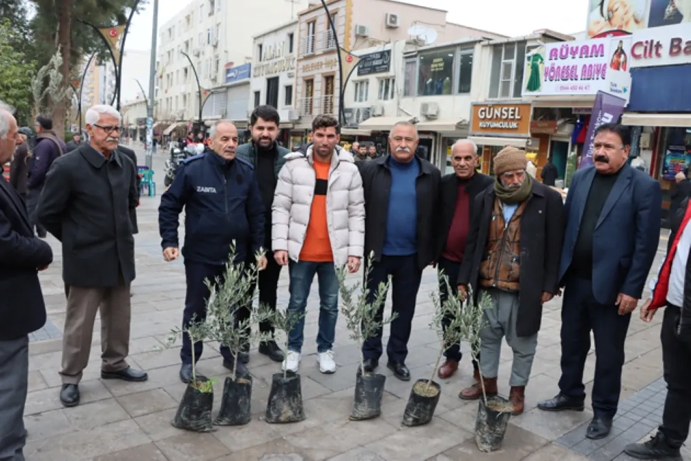 Kızıltepe Belediyesi Vatandaşlara Zeytin fidanı Dağıttı