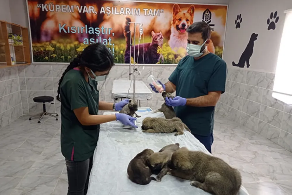 Kızıltepe Belediyesinin sağlık ekipleri yavru köpekleri sütle besledi