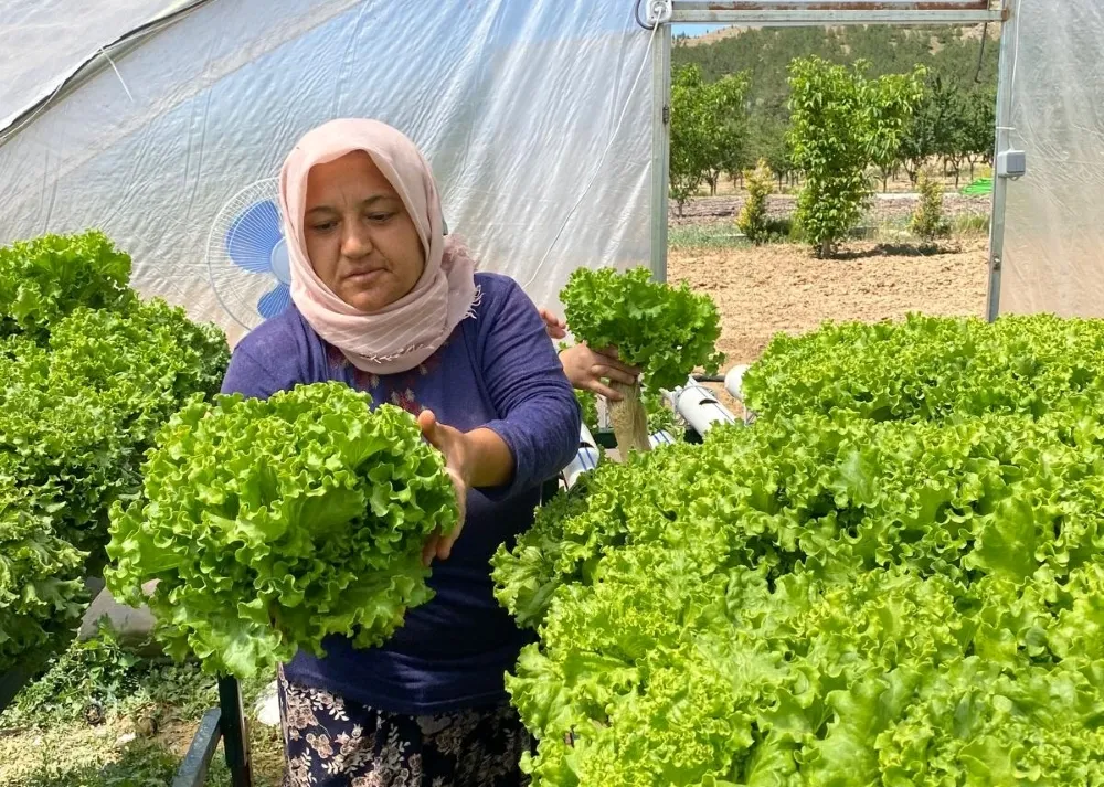 Mamak’ta Topraksız Tarım İlk Mahsullerini Verdi G