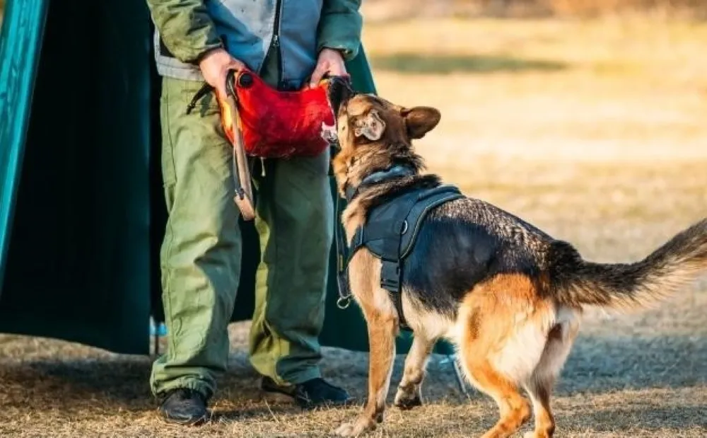 Eğitimli Köpekler Patlayıcı Madde Tehditlerine Karşı Hazır!  Gel