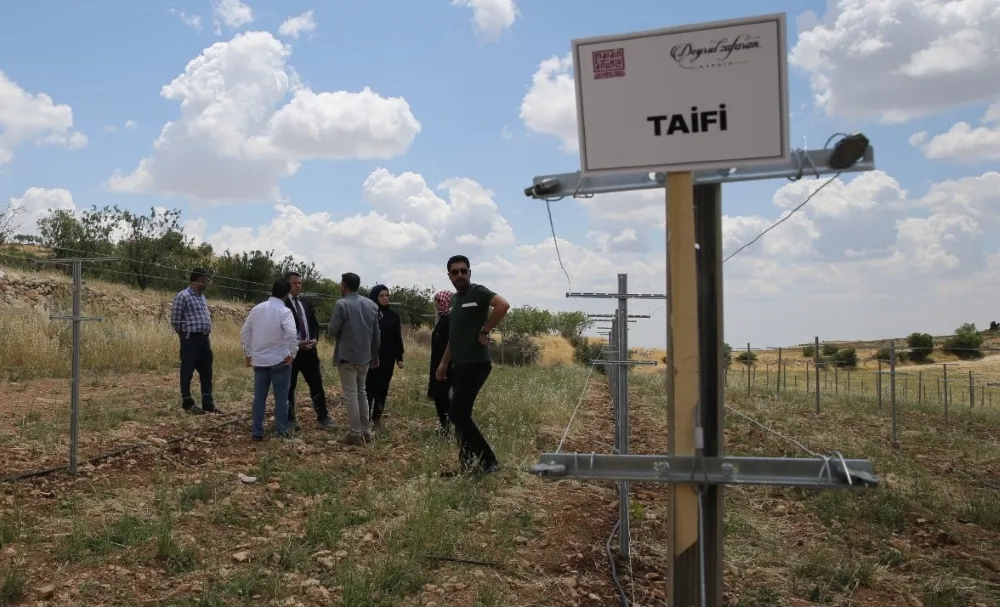 Mardin’in  Asma Çeşitleri Geleceğe Filizleniyor