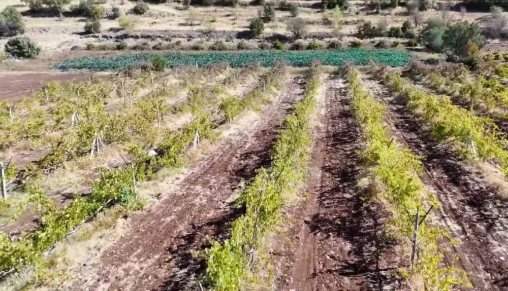 Mardin’de Atıl Araziler Modern Bağcılıkla Yeniden Hayat Buluyor