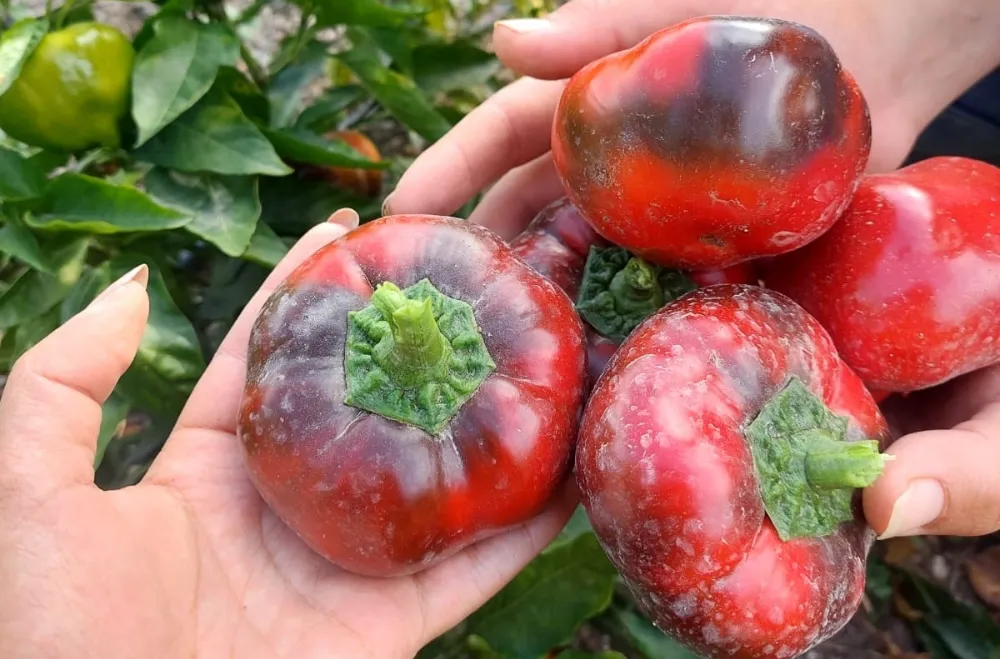 Mamak’ta Ata Tohumu Çalışmaları Sürüyor