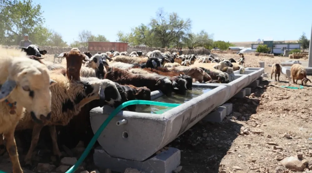 Mardin Büyükşehir Belediyesi’nden Hayvancılığa Destek !