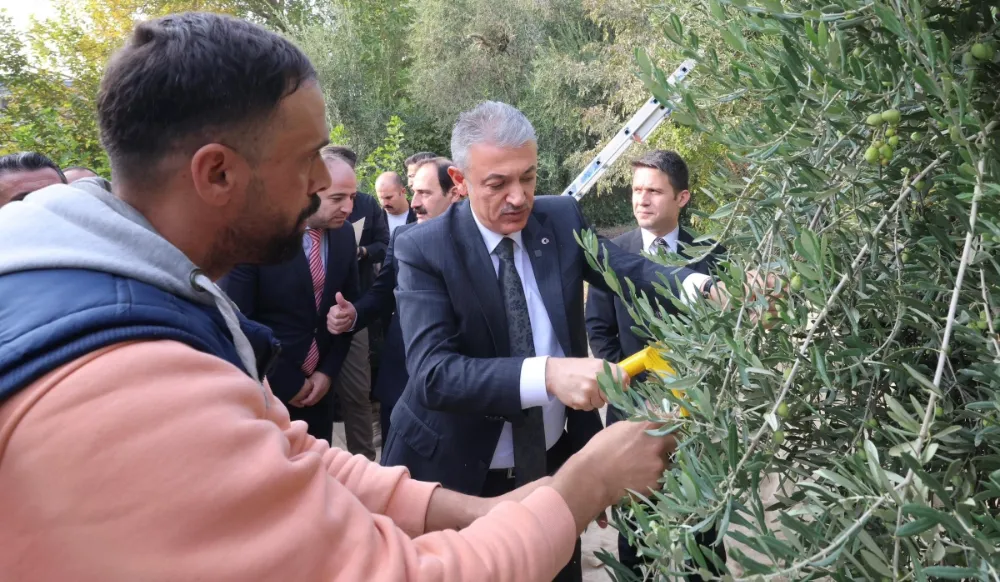 MARDİN VALİSİ TUNCAY AKKOYUN DERİK İLÇESİNDE ZEYTİN HASADINA KATILDI