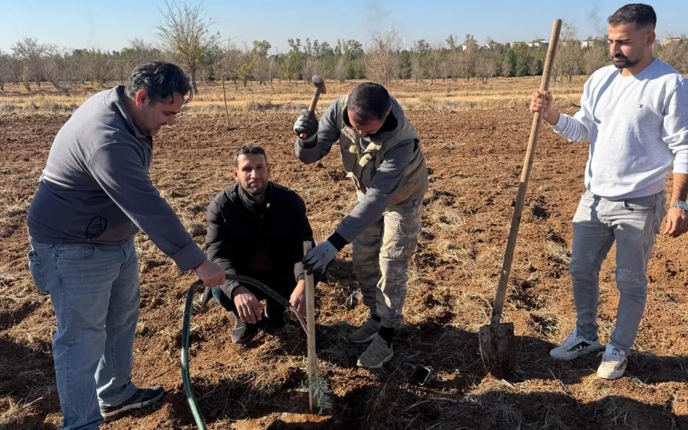 MAÜ UYGULAMA BAHÇESİNE ZEYTİN AĞACI DİKİLDİ