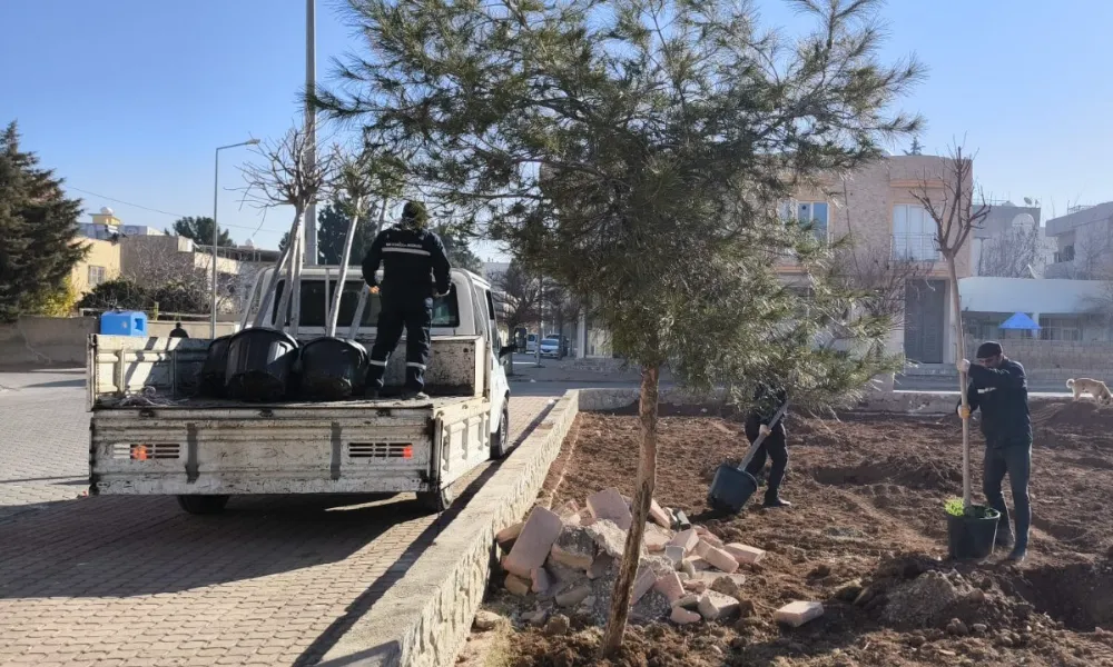 Kızıltepe Belediyesi, Parklara Ağaç Dikiyor