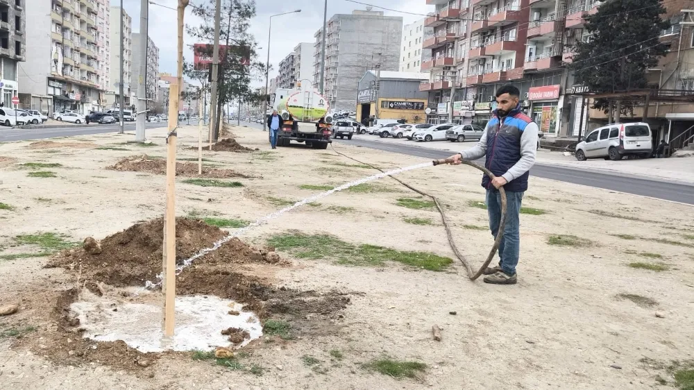 Kızıltepe Belediyesi Tarafından İpek Yolu Refüjlerine Ağaç Dikimi Başladı