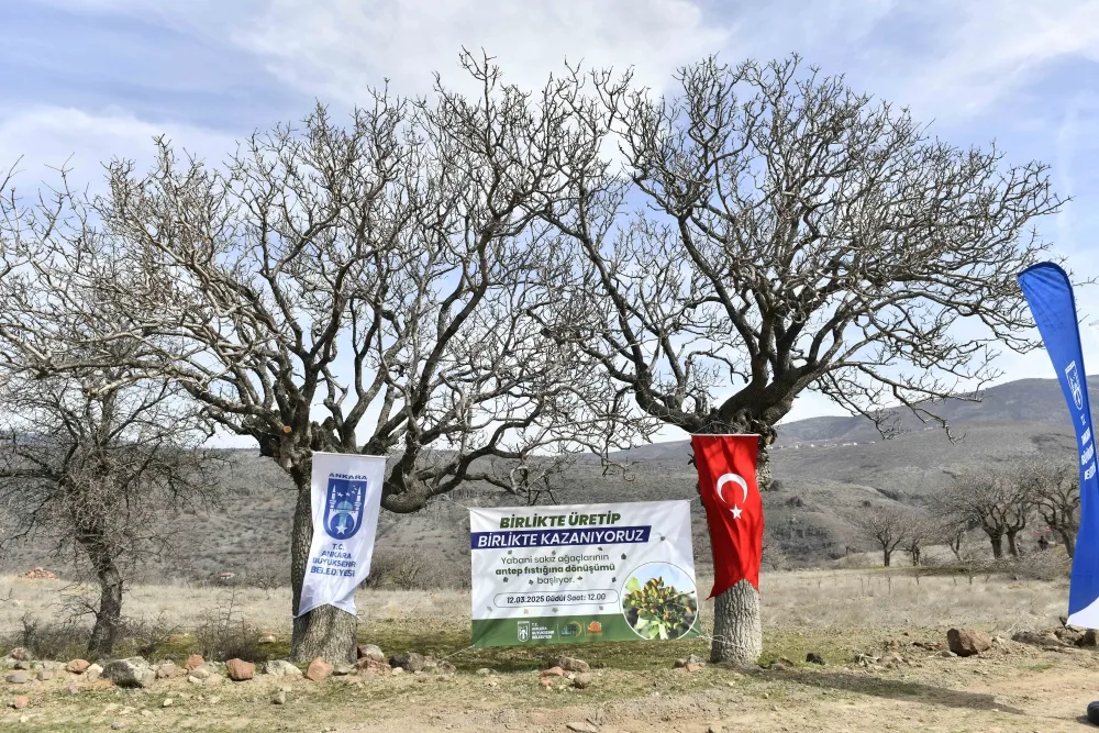 ANKARA’DA YABANİ SAKIZ AĞAÇLARI ANKARA FISTIĞI OLACAK