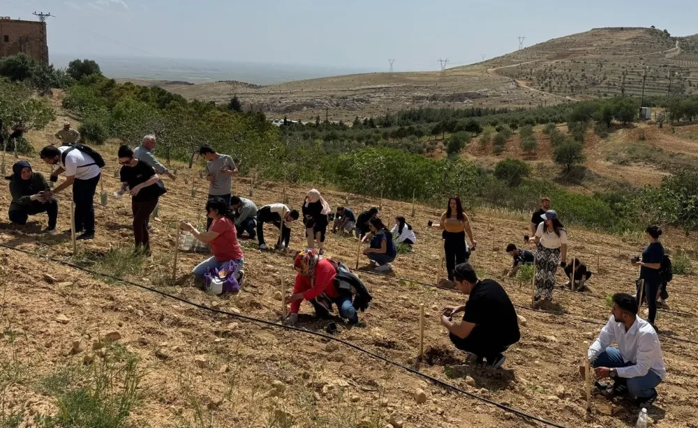 MAÜ Öğrencilerinden Deyrulzafaran Manastırı’nda Zeytin Dikimi Etkinliği